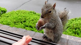 Amazing how this squirrel asks for a different nut