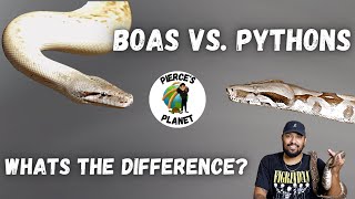 What's The Difference Between Boas & Pythons???