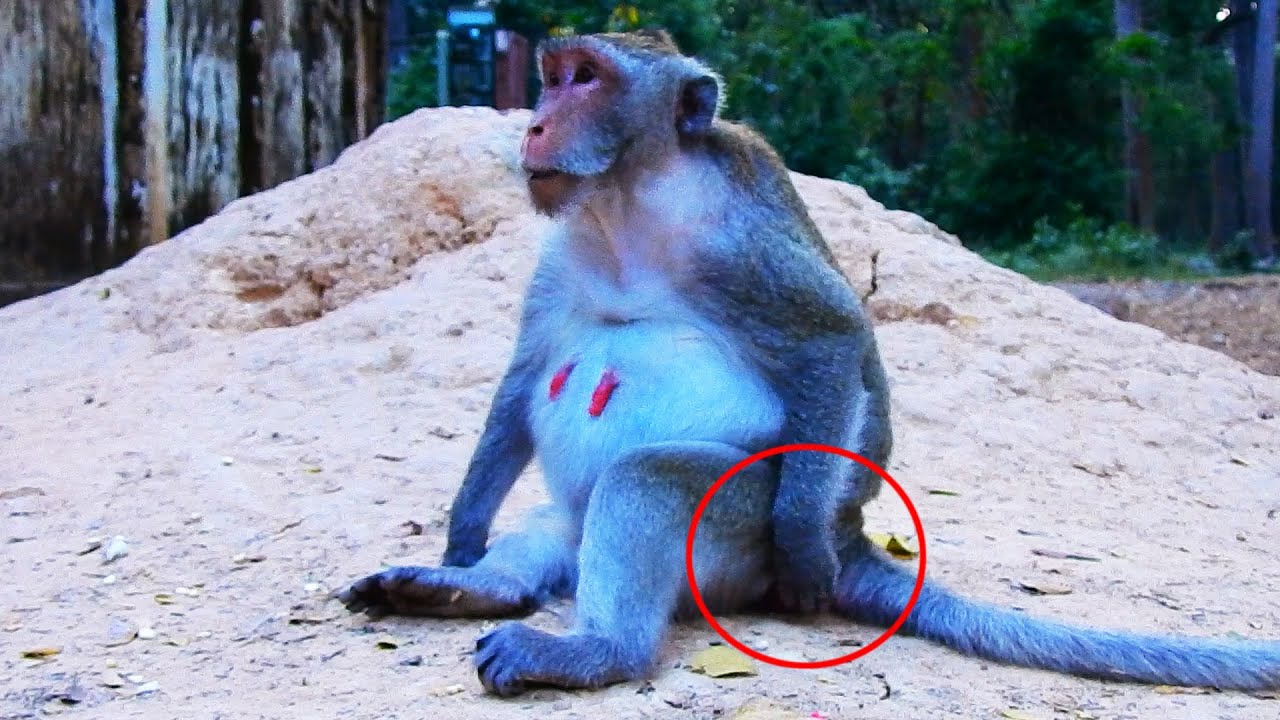 Congrats! Jane Monkey So Hurt Her Pregnant & Giving A Newborn Baby