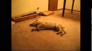 Bizkit the Sleep Walking Dog