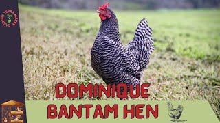 DOMINIQUE BANTAM HEN Information and Raising Tips!