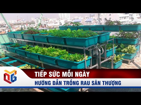 Video: Cuộc Sống Trên Sân Thượng