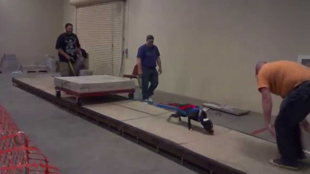 Weight Pull UKC Dog Show YouTube weight-pull-ukc-dog-show-youtube