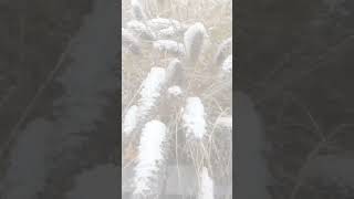 The Pennisetum a genus of widespread herbaceous plants from the cereal family🌾 #plants #grass #snow