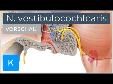 Nervus vestibulocochlearis: Anatomie, Verlauf und Funktion (Vorschau) | Kenhub