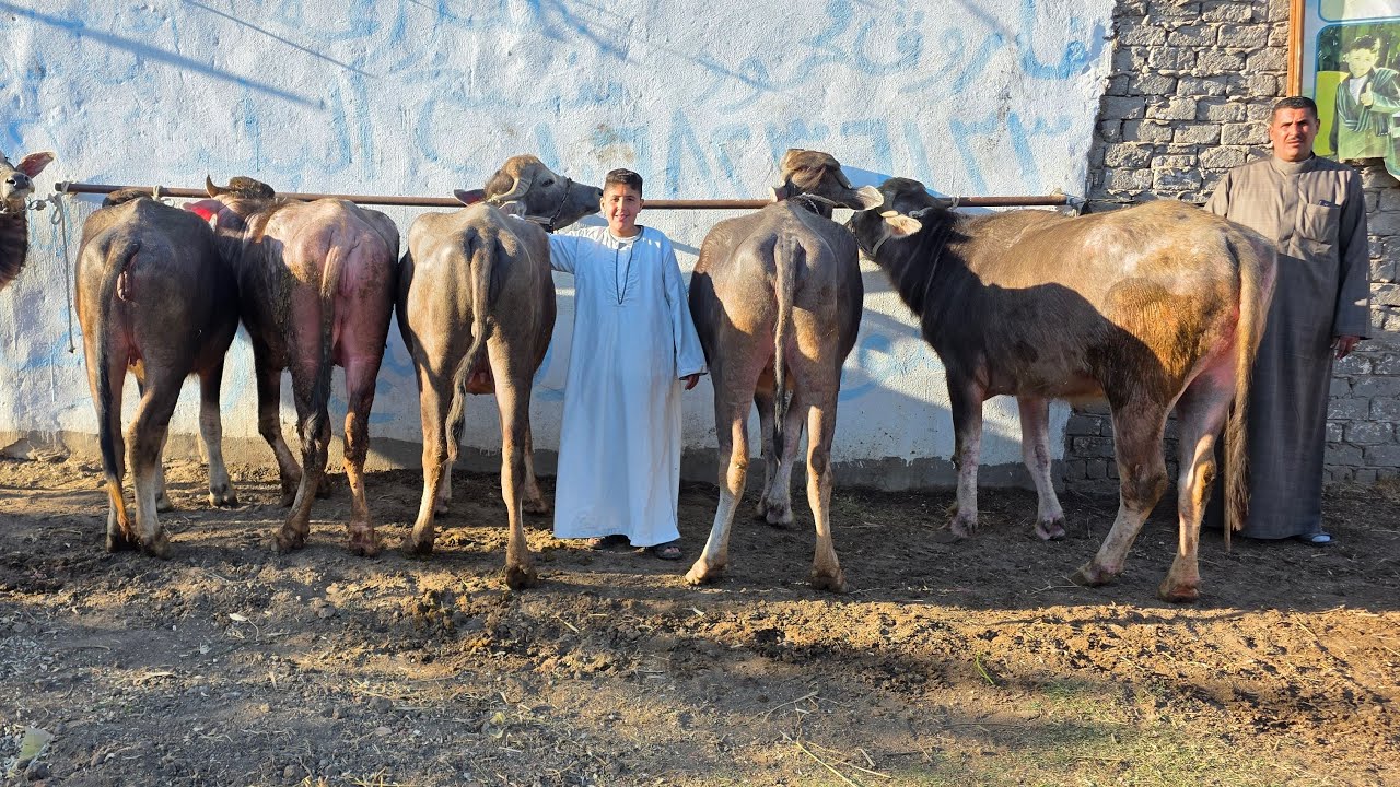 إنهيار في الأسعار والسلالات بيقدم سلالات خليط إيطالي ومنوفي اصلي بسعر محصلش في العشر وكمان الانيه