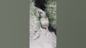 Well-fed gopher #gopher #gophers #nature #wildlife #canada #animals #cute #shorts #short