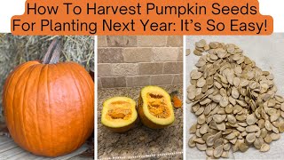 How To Save Pumpkin Seeds For Planting | THE FAST & EASY WAY!