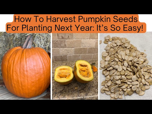 How To Save Pumpkin Seeds For Planting | THE FAST & EASY WAY! - YouTube