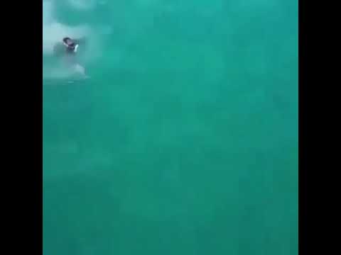 فيديو: هل تؤذي سمكة الطيار القرش؟