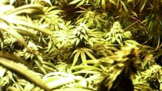 MPEG0002.MOVtbones grow roojustr before harvest