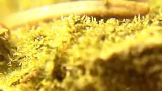 Ep 273 NL5 Haze Mist Part 3 HD Bud Close Up Medical Cannabis WEED RevIEW 720p GREENHOUSE SEEDS