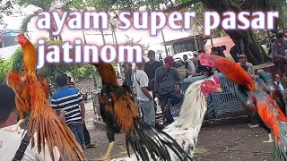 Istimewa minggu legi pasar ayam jatinom ada banyak ayam ekor lidi super