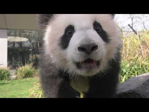 Erster Ausflug der Pandabrüder im Zoo Berlin - First excursion of the Panda brothers at Zoo Berlin