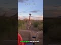 As Girafas São Muito Mais Assustadoras do Que Parecem 😳🦒 #viral #shorts #animais