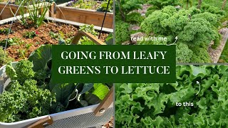 Maximize Garden Yield: Going From Leafy Greens to Lettuce! by Auyanna Plants 652 views 1 month ago 7 minutes, 3 seconds