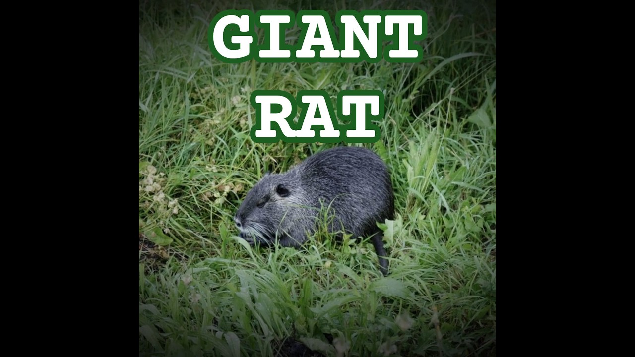 Giant Rat