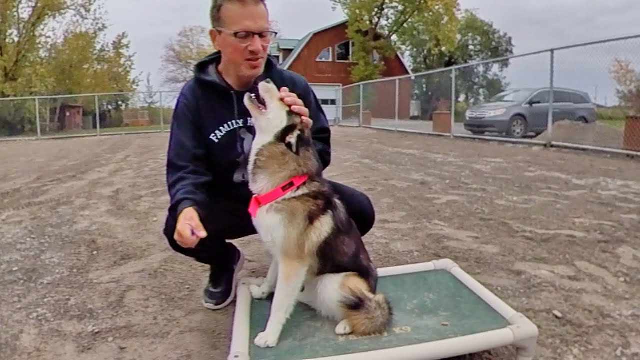 Montreal dog trainer client from NYC dog with Separation Anxiety and