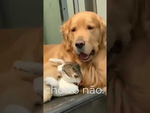 O amor é