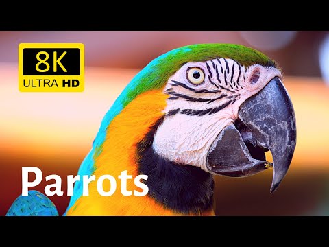 Impressive close-ups of various parrots