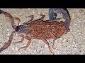 🦂Scorpion Babies on Mother's Back -Alacranes Bebes y su Mama 🦂
Costa Rica Wildlife