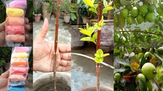 V Grafting Technique | Guava Grafting New Triks |  Gardening With Jamshed Khan | Guava v Grafting