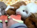 The proper way to feed your guinea pigs