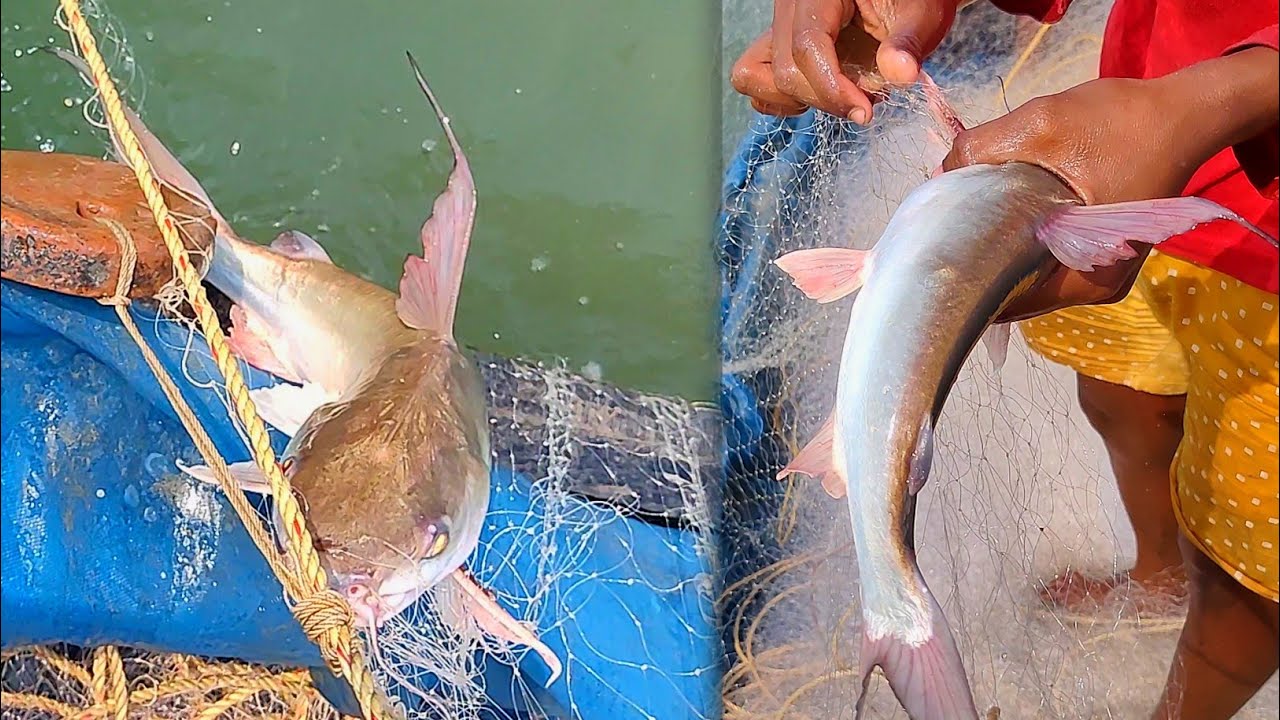 আজকে দারুন টেংরা ও ভোলা মাছ পেলাম।new sundarban river fishing/@lifeinsundarban2