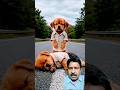 Poor puppy's school results, father's anger, mother's love #animahal  #puppy #emotionalstory