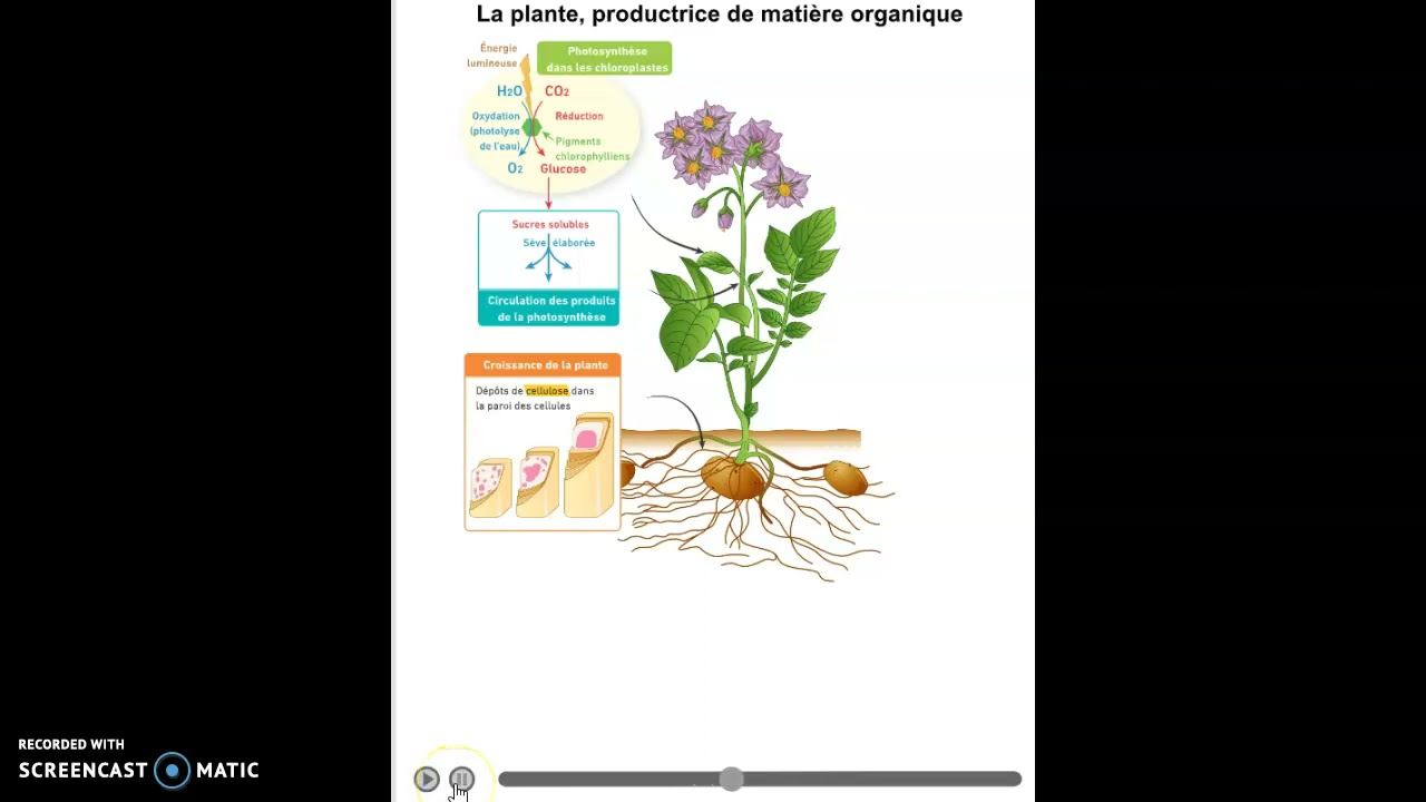 La production de matière organique dans la plante - YouTube