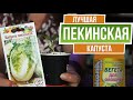 Капуста пекинская выращивание 🌱 Дачные советы садоводам от garden-zoo