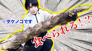 【もはやギャグ】バズーカ並みに伸びたタケノコを食べてみたらまさかの展開に…！【さばいどる/かほなん】