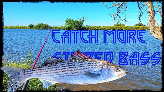 How to Catch Stripers in ALL Freshwater Striped Bass LAKES. Live