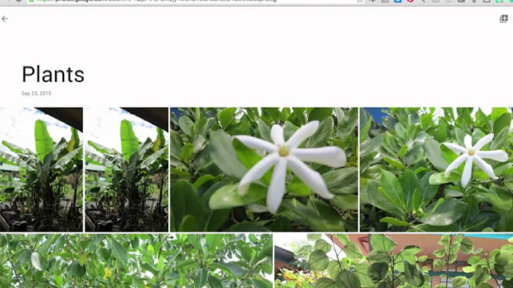 Sharing an Album in Google Photos