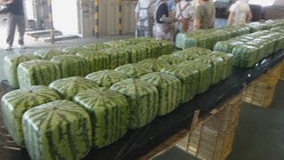 四角スイカ、できました 香川で出荷始まる Cubic watermelons on sale