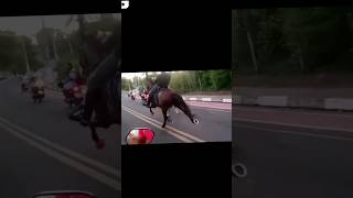 Cavalo moreno Campeão 🏆 da prova de largo da Bahia