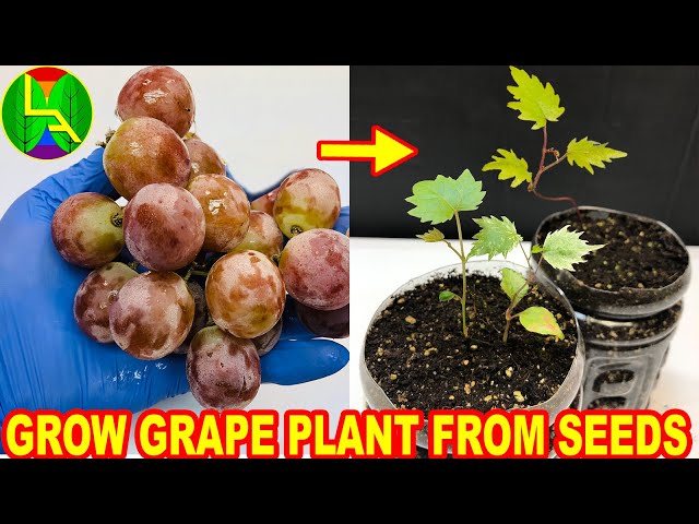 How to grow grape plants from seeds - YouTube