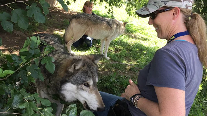 Training Wolves - Terrie Hayward Professional Dog ...