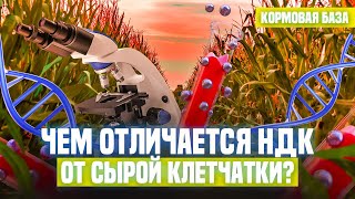 видео: Чем отличается НДК от сырой клетчатки ? картинка: Чем отличается НДК от сырой клетчатки ?