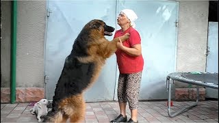 Мамин сына Дакар. Щенок длинношерстной немецкой овчарки. Puppy Longhair German Shepherd.