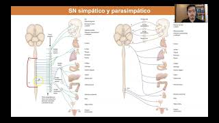 Tema 2. Sistema nervioso periférico, rama motora