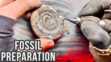 Gorgeous Crystal Ammonite! Plus Using Air Chisels To Prepare Fossils