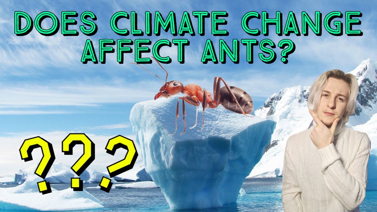Does Climate Change Affect Ants?