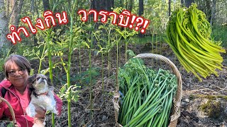 ทำไงกิน⁉️,(วาราบิ), ผักกูดญี่ปุ่น,(เฟิร์น 3 ง้าม),Örnbräken, Bracken,(Pteridium aquilinum),23/5/2024