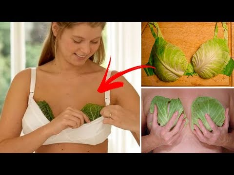 Benefits of Cabbage Leaves for Relief of Engorged Breasts And More!