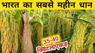 India s finest paddy yield 35 quintals per acre Top variety of Dhan Dhan kheti