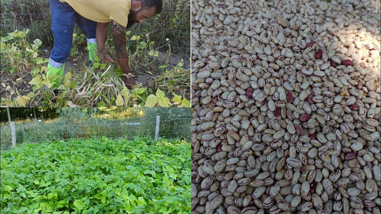 Como guardar o feijão sem que ele dê bichos? muito fácil