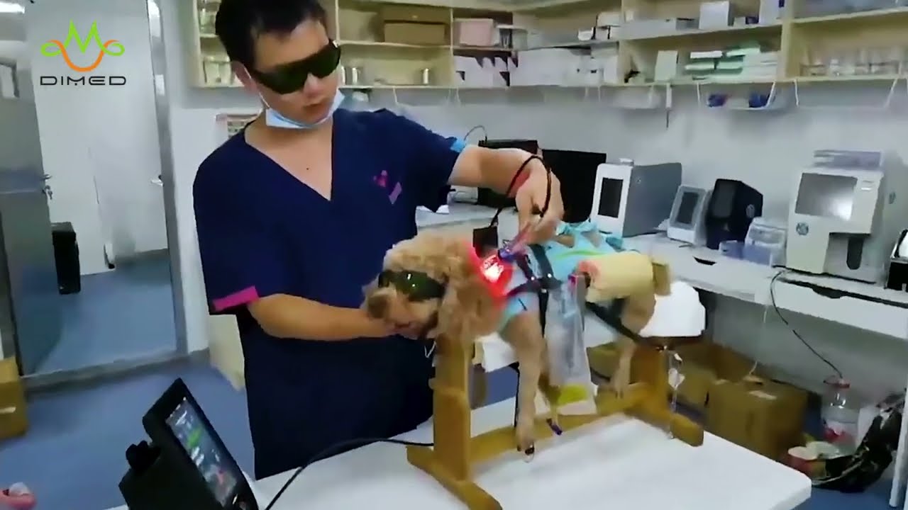 Berylas Cold Laser Therapy for Dogs