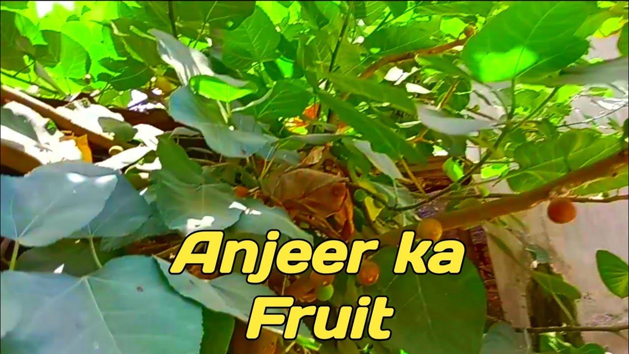 Anjeer ka Fruit kaisa hota h YouTube