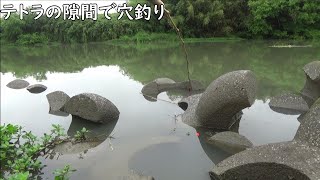 テトラの隙間にミミズを落としたら・・・　穴釣り